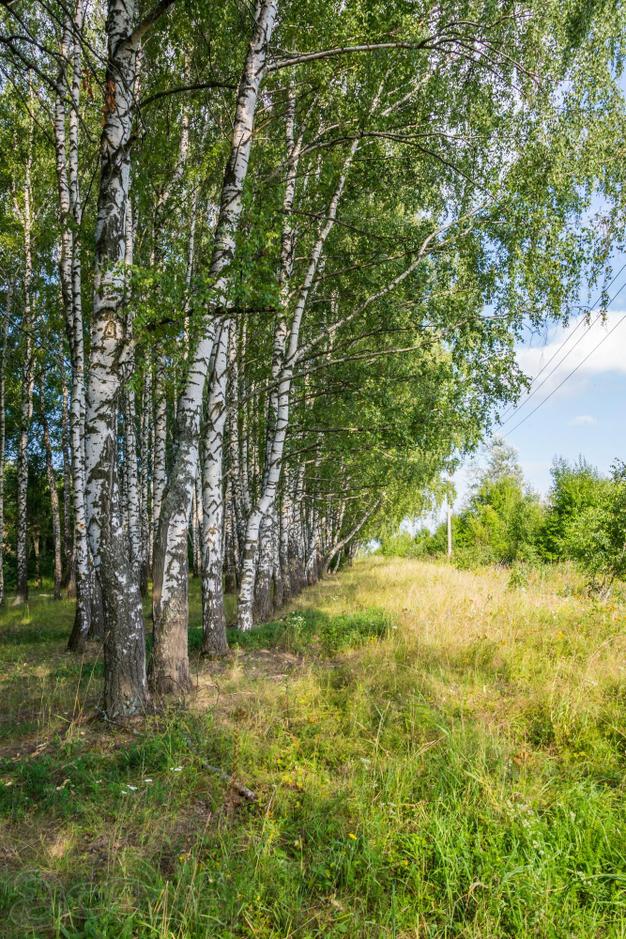 Новое Кузьмищево, Башино (Ясногорский  р - н, Тульская обл), 10 соток 270 000 руб